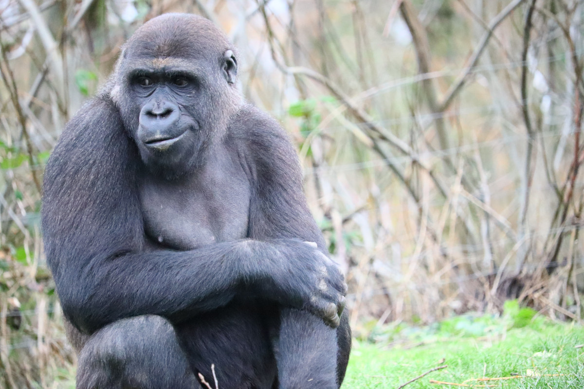 Motorradwerbung für Gorillas