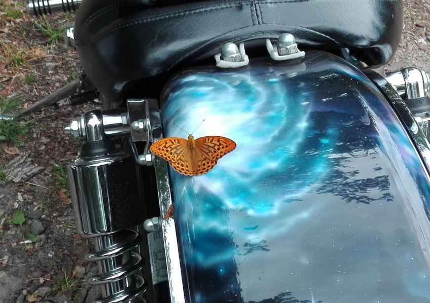 Schmetterling auf der Trude